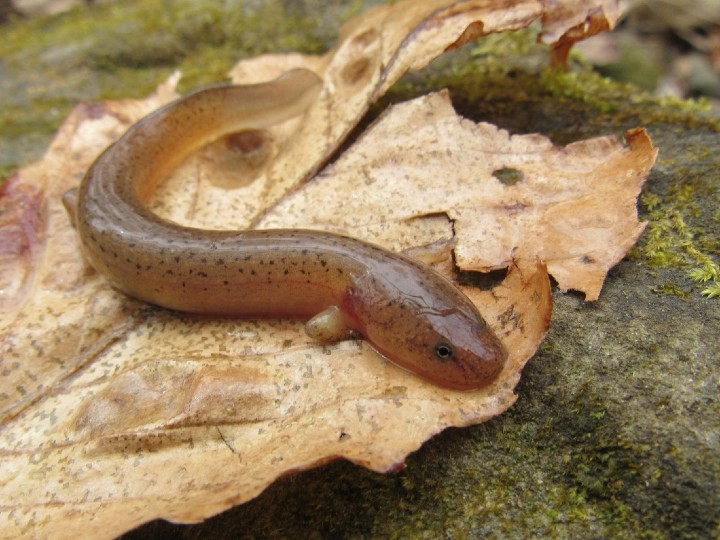Red Salamander